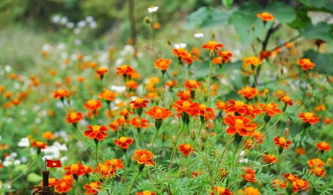 Không nề hà ngại khó, hoa vùng mình khoe sắc thắm.