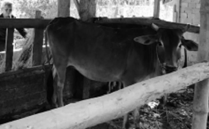 Một trong số bò giống mà người dân xã Hành Tín Đông nhận.