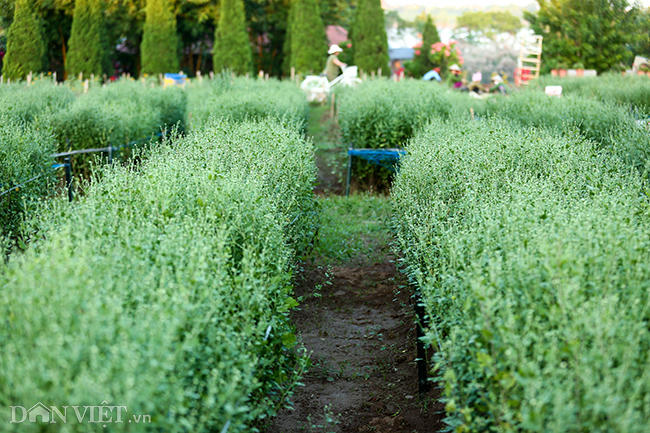 Hoa ở đây được trồng thành nhiều luống, nhánh nhỏ tiện cho khách di chuyển để chụp ảnh.