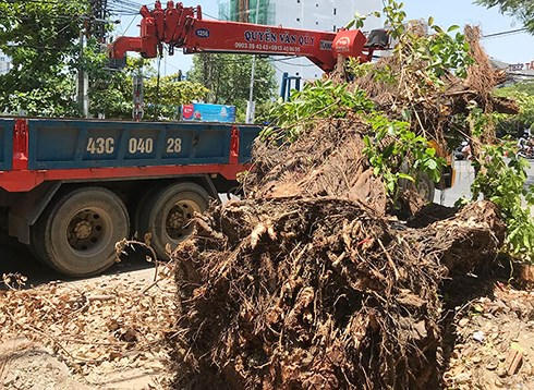 Sáng 4/6, Công ty CVCX Đà Nẵng tiếp tục phát hiện cây cừa này bị đào bật gốc và đang bị xe cẩu 43C-040.28 chuẩn bị cẩu đi.