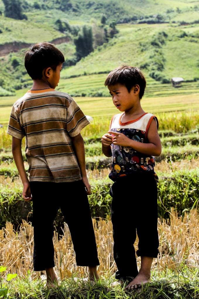 Về T&uacute; Lệ ngắm m&ugrave;a v&agrave;ng khoe sắc