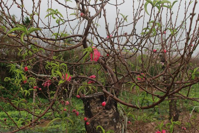 Người dân chỉ biết trông chờ vào thời tiết, nếu thuận lợi, những vườn đào còn lại sẽ bung nở đúng dịp Tết Nguyên Đán để phục vụ người dân