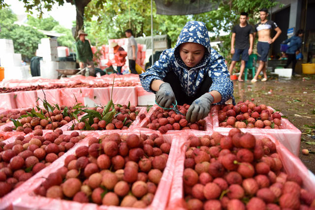 Nh&acirc;n c&ocirc;ng tỷ mẩn cắt ngắn cuống vải trong th&ugrave;ng xốp.