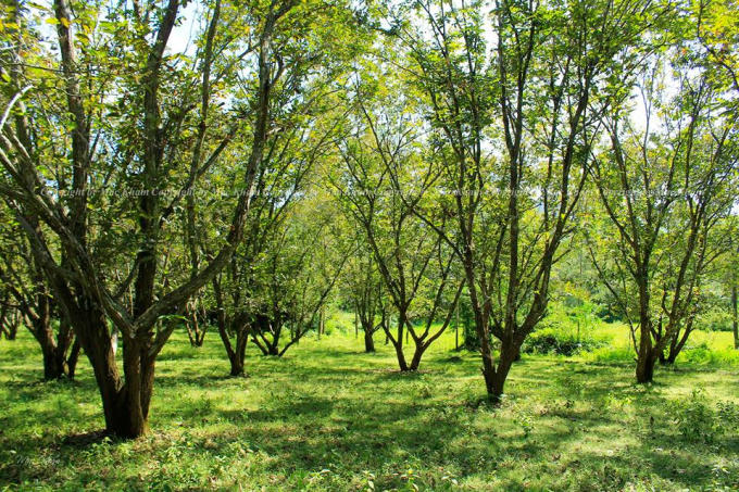 Lễ hội Du lịch Thác Bản Giốc: Du khách sẽ được tham quan