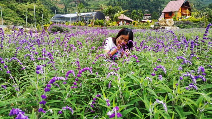 Chị Tú (chủ vườn hoa) cho biết: Loài hoa màu tím này có tên gọi là hoa oải hương hay còn gọi là Lavender, hoa oải hương có 29 loại tất cả.