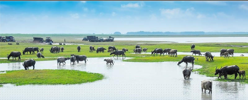 Lòng Hồ mùa nước cạn- Tác giả Trịnh Thế Hùng.