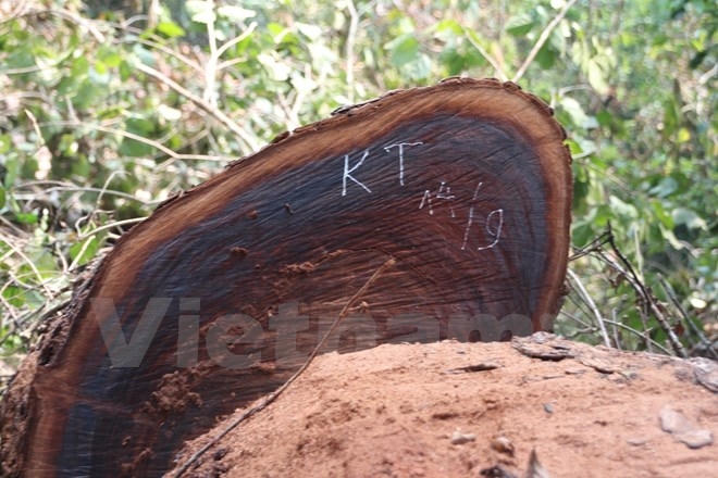 (Ảnh: H.V/Vietnam+)