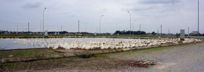 Vì thấy dự án không tiếp tục triển khai, người dân tận dụng khu đất để nuôi vịt, chăn thả trâu bò.