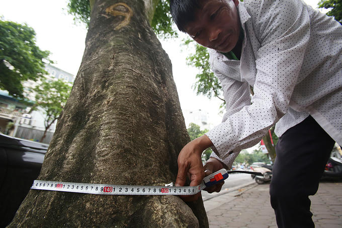 Nhiều cây có chu vi gốc gần 2 m.
