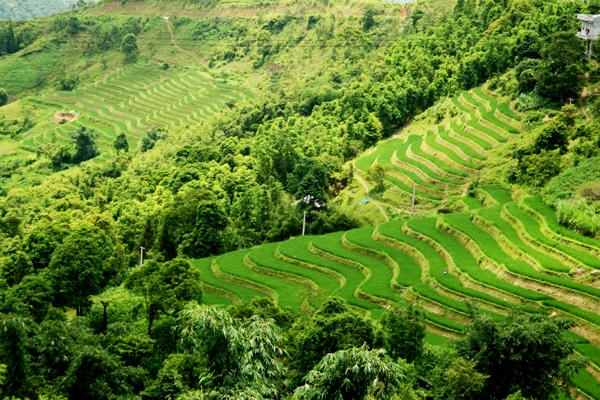 Nhìn từ trên cao, ruộng bậc thang Hoàng Su Phì như những dải lụa màu xanh xếp đều đặn vào nhau.