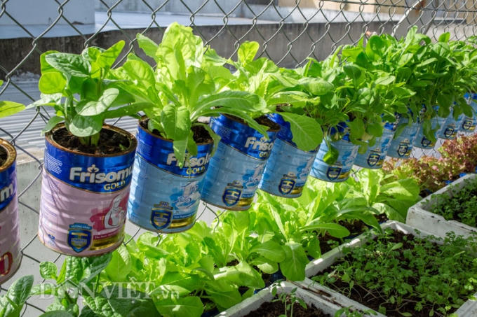 Khu vườn 4m2 có tổng số 60 vỏ hộp sữa và 12 thùng xốp.