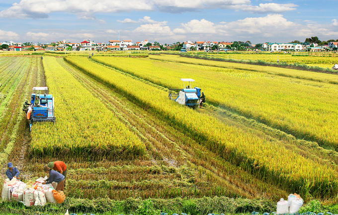 Hình minh họa. Ảnh Báo Bình Định