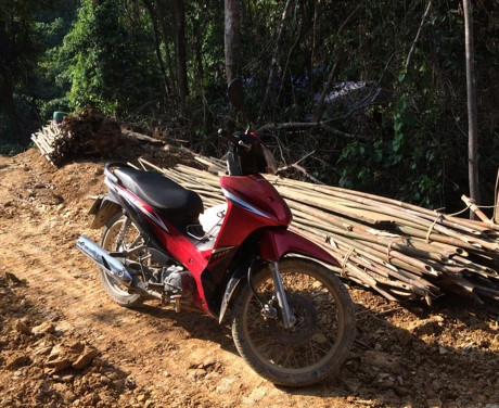 Lợi dụng cải tạo rừng ngh&egrave;o kiệt để khai th&aacute;c gỗ lớn, c&oacute; hay kh&ocirc;ng?!