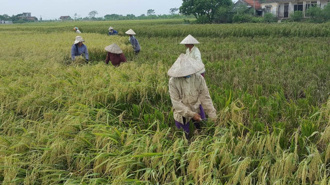 Huy động tất cả người nhà gặt lúa tránh bão.