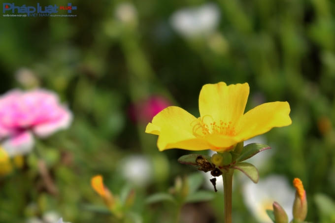 Con đường hoa đầy lãng mạn ở làng quê Nam Định
