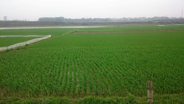 Công an Cẩm Thủy điều tra nghi án cựu Chủ tịch xã dâm ô cháu bé 8 tuổi