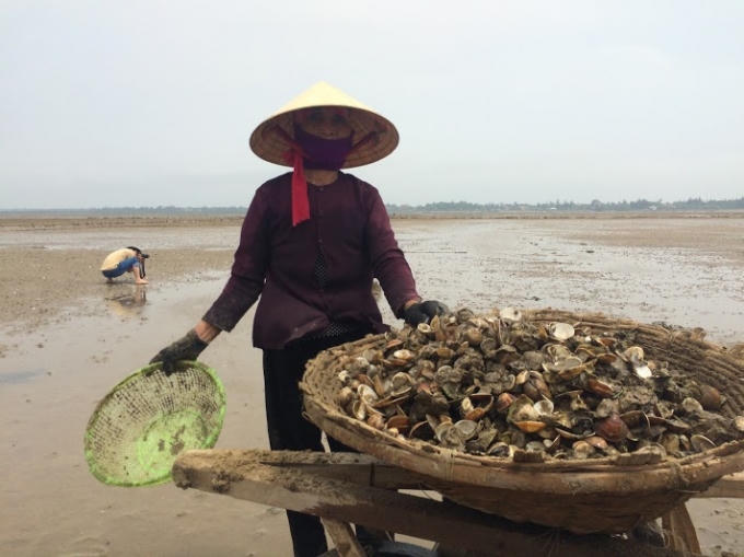 Sau cá, đến ngao, thống kê sơ bộ xã Kỳ Hà (Kỳ Anh, Hà Tĩnh) đã chết hơn 60 tấn.