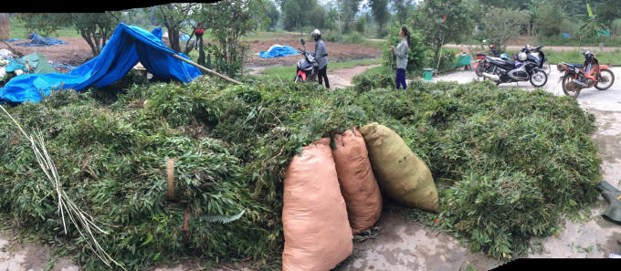 Vụ dầu Chổi &ldquo;lẫn lộn&rdquo; dầu Tr&agrave;m Phước Quy ở Huế: Dầu Chổi vẫn c&oacute; lợi cho sức khỏe con người