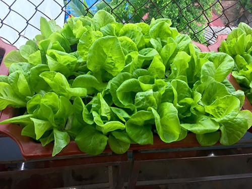 Khóm xà lách tốt um đầy lá non