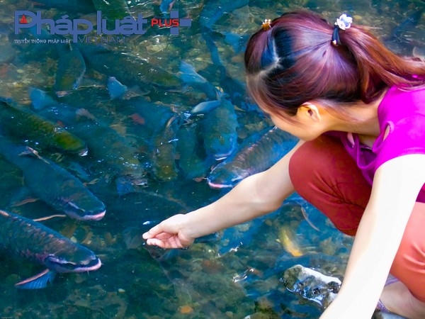 Đàn cá rất gần gũi ...