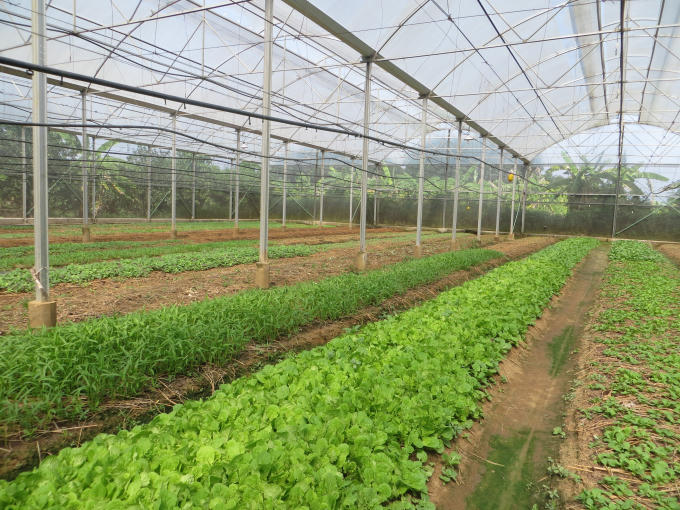 Các loại rau được thiết kế trong mô hình canh tác khép kín nên có thể đẩy lùi được tất cả các loại dịch bệnh có khả năng lây nhiễm cao trên rau.