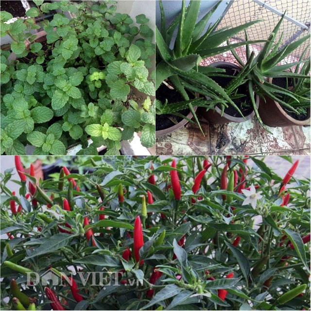 Không chỉ có các loại rau ăn lá mà các loại rau gia vị và nha đam cũng được chị chăm sóc rất tươi tốt.