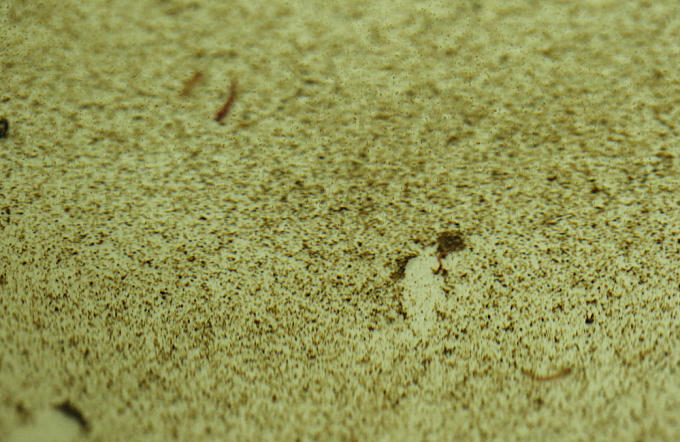 Giun và bọ gậy xuất hiện cùng lớp cặn lắng dưới đáy.