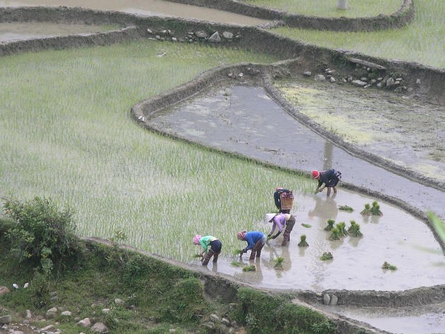 Ngày mùa bà con các dân tộc vùng cao Sa Pa thường giúp nhau cày cấy cho kịp thời vụ 