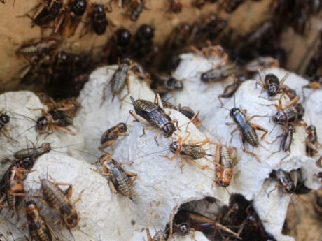 Nhiều người đến mua không chỉ vì mua về làm thức ăn cho chim, gà, cá mà còn để nghe tiếng dế kêu - những âm thanh quen thuộc gắn liền với ký ức tuổi thơ.