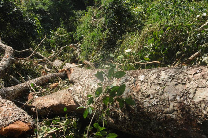 Cây gỗ nghiến có chiều dài 9m và đường kính rộng 1m với tổng khối lượng là 10.381 m3.