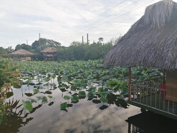 Trăm gốc tường vi đua nhau khoe sắc tại Tam Hiệp - Hà Nội - Hình 8