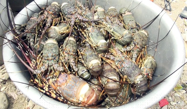 Tính riêng ở xã Xuân Phương đã có 8,3 tấn tôm hùm bị chết do sốc nước ngọt