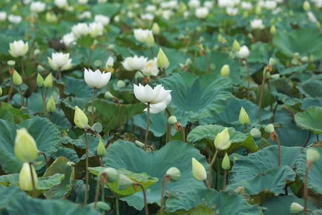 Với vẻ đẹp tinh khôi, thuần khiết, hoa sen còn được mệnh danh là quốc hoa của Việt Nam