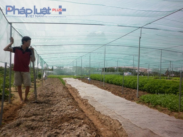 Anh Nguyễn Văn Nhật - Chủ vườn rau thuộc xã Tân Minh (Thường Tín - Hà Nội).