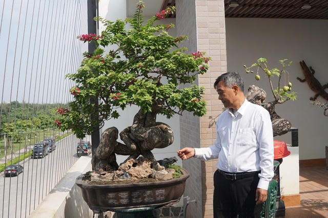 Cây hoa giấy với thân uốn lượn, gấp khúc rất lạ