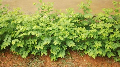 Luống rau ngót xanh non tại vườn nhà chị Hà. Ảnh: N.G