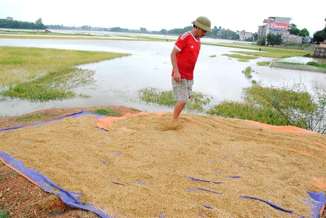 Người đàn ông này tranh thủ phơi lúa mới cắt mgay cạnh thửa ruộng của mình.