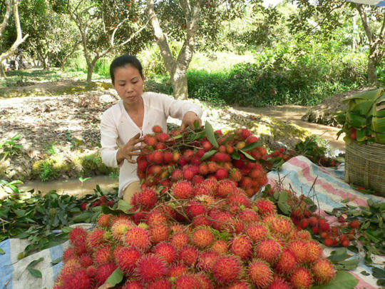 Một số ít nhà vườn hiện còn chôm chôm, bán được giá rất cao. Ảnh: Phương Nam.