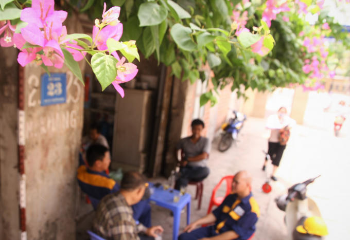 Cây hoa giấy không chỉ mang lại vẻ đẹp mà còn làm cây bóng mát dưới những trưa hè oi ả vì tán cây dày.