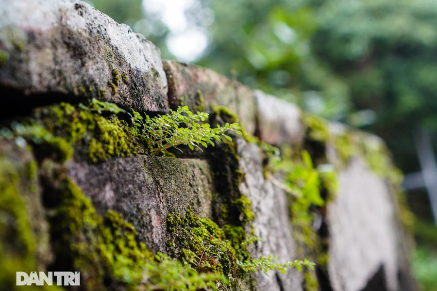 Hai bức tường cổ của Đình Quán Giá vẫn còn được lưu lại, phủ rong rêu và nhiều dấu tích của thời gian.