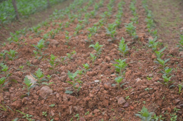 Xuống giống chậm cộng thêm thời tiết lạnh đã khiến những cây hoa chậm phát triển.