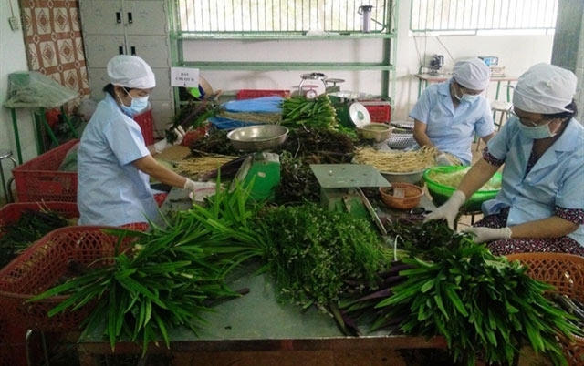 Hầu hết các HTX RAT, VietGAP ở Long An đang phải loay hoay kiếm đầu ra cho xã viên.
