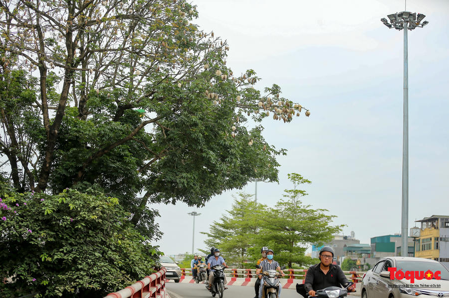 Ngỡ ngàng những cây bông gòn cuối cùng ở Hà Nội nở &amp;quot;hoa tuyết&amp;quot; - Ảnh 9.