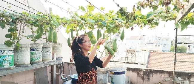 Lo ngại chất lượng thực phẩm không bảo đảm an toàn, nhiều gia đình ở thành phố đã tự trồng rau phục vụ bữa ăn của gia đình.