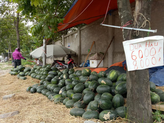 Dưa đổ đống bàn tràn vỉa hè Đại lộ Thăng Long với giá chỉ 6-8.000 đồng/kg