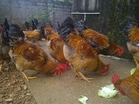 Những chú gà béo tròn được nuôi ở trang trại của anh Hiệp. Ảnh N.G