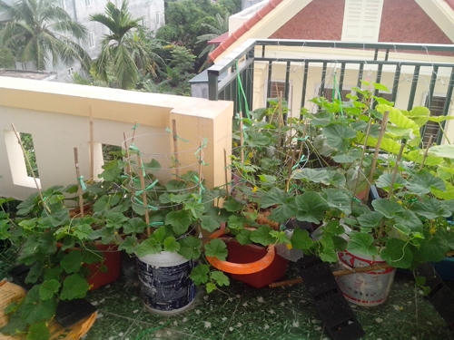 Một g&oacute;c vườn đặt những chậu, th&ugrave;ng dưa l&ecirc; tr&ecirc;n s&acirc;n thượng.