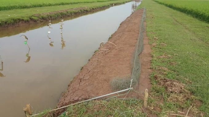 Mục đích huấn luyện chúng là để bắt chim trời