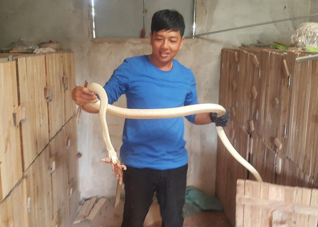 Thức ăn của con rắn đặc biệt màu bạch tạng này cũng như những con rắn bình thường khác