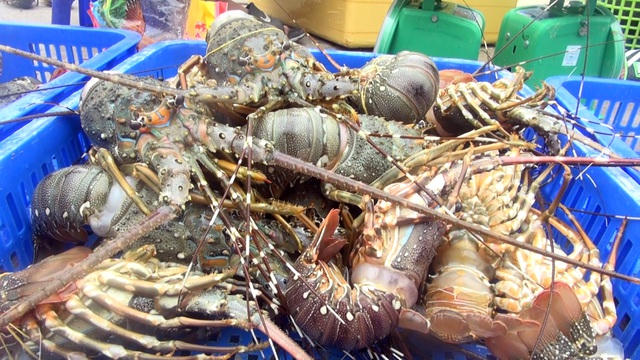 Tôm hùm chết hàng loạt, người dân ở đây ít thì mất vài trăm triệu, nhiều thì cả tỷ đồng